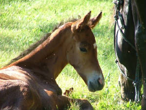 jubilosoubileefoal2006.jpg